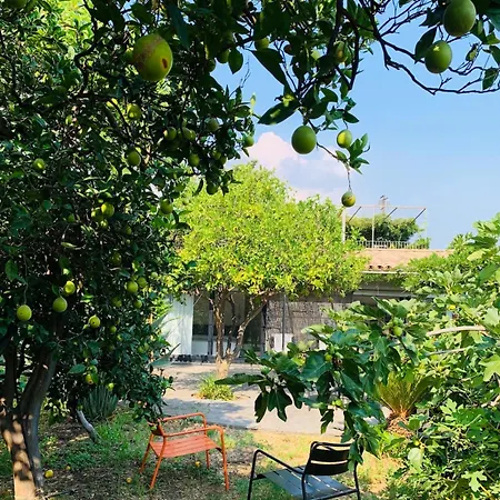 The In The Citrus Grove *