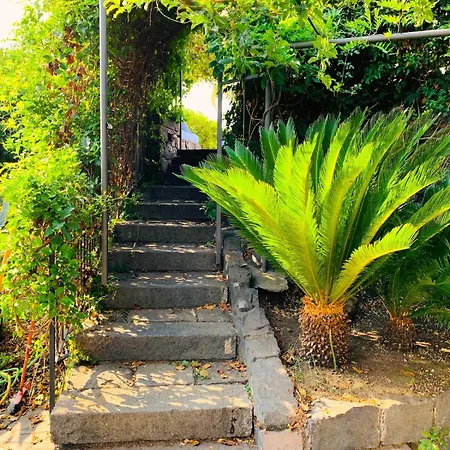 The In The Citrus Grove