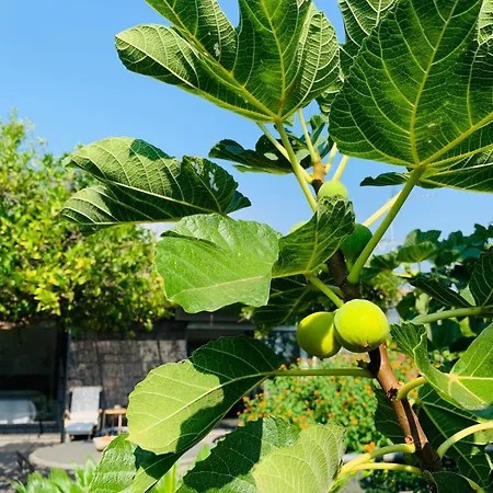 The In The Citrus Grove Holiday home